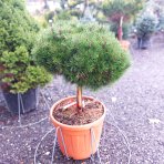 Borovica čierna (Pinus nigra) 'BAMBINO' - výška 50-60 cm, kont. C45L - NA KMIENKU